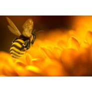 Méhpempő, méhészeti termék