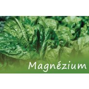 Magnézium